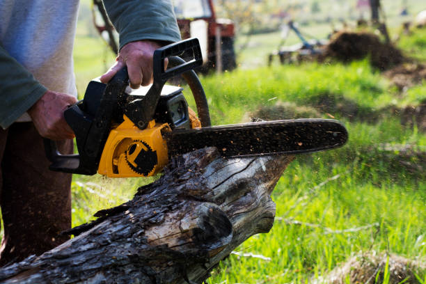 Trusted Shallowater, TX Tree Removal Services Experts